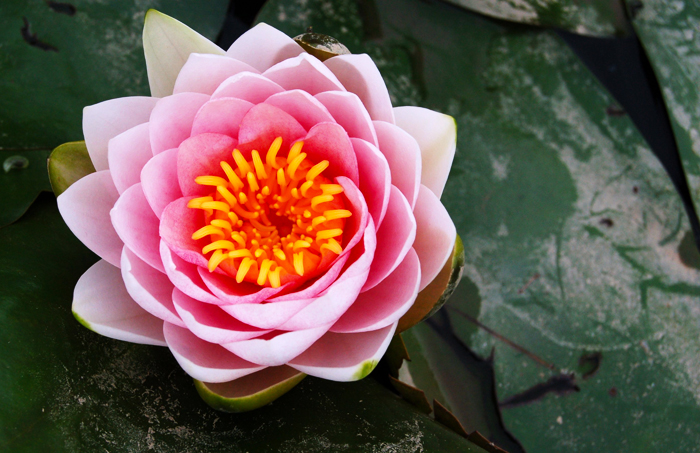 lotus-flower-parsian-bank-logo-way2pay-92-02-22a